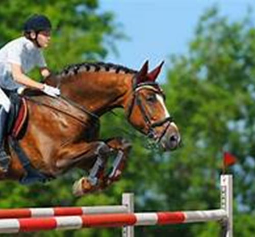Concorso  intersociale  salto ostacoli- Mini derby cross.